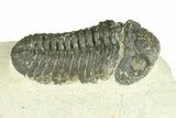 Bargain, Morocops Trilobite - Large Specimen #287595-3